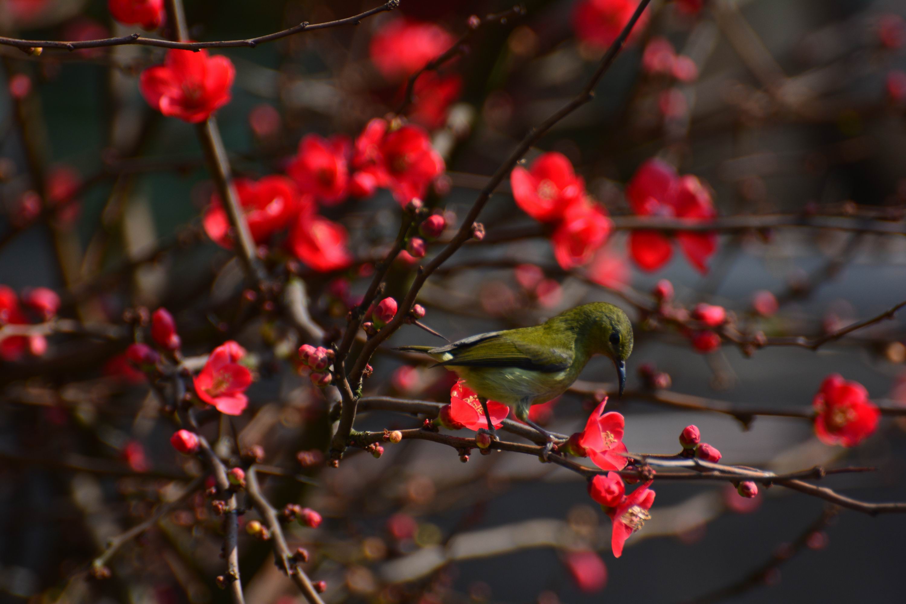 调整大小 DSC_2172.JPG