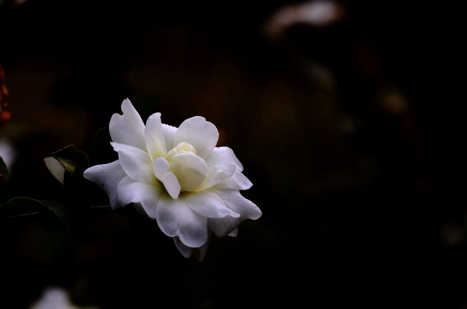 淡雅清纯----白茶花