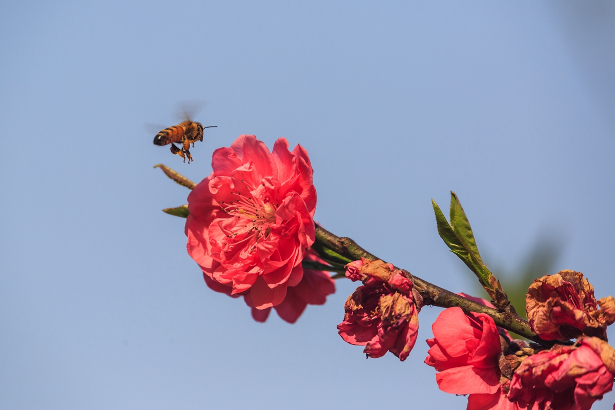 桃花。蜂1.jpg