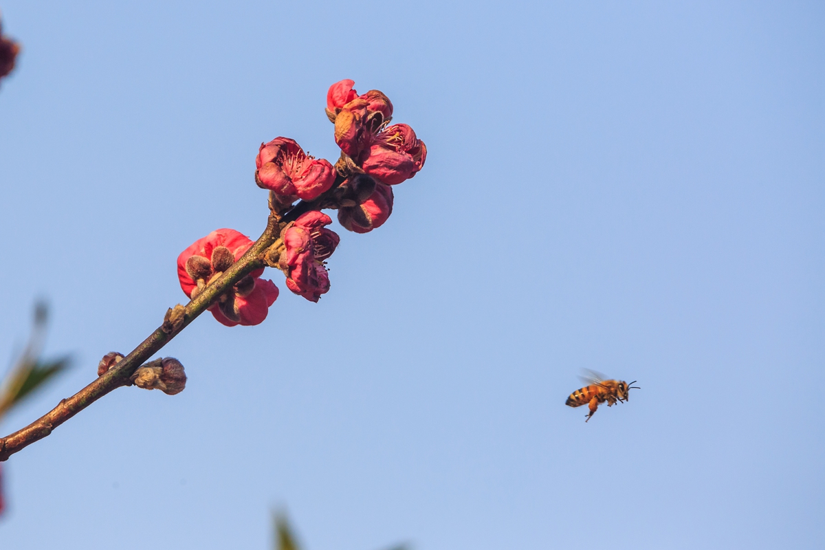 桃花。蜂5.jpg