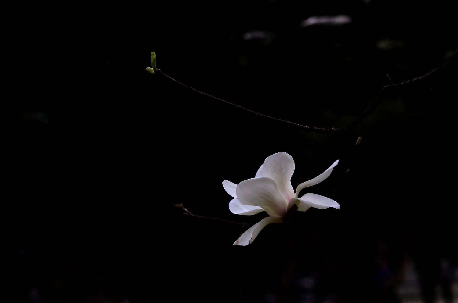 晶莹无暇玉兰花