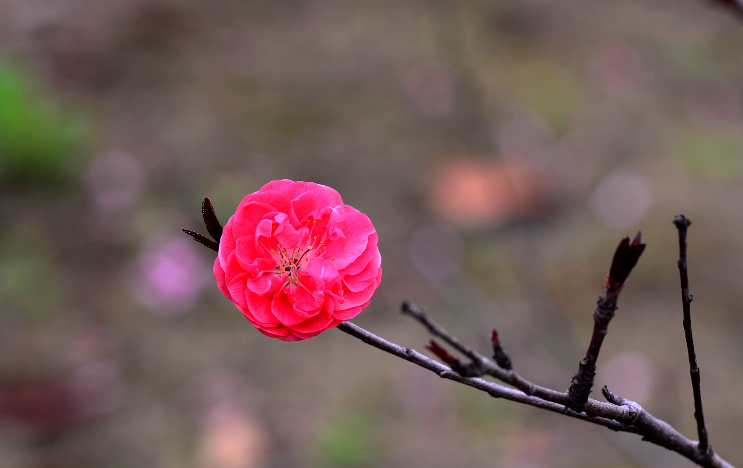 又见桃花开 一