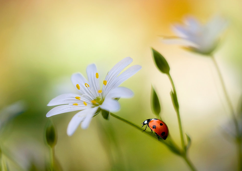 作者 Mandy Disher.jpg