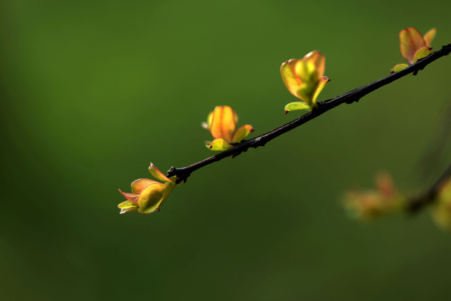 春芽初萌