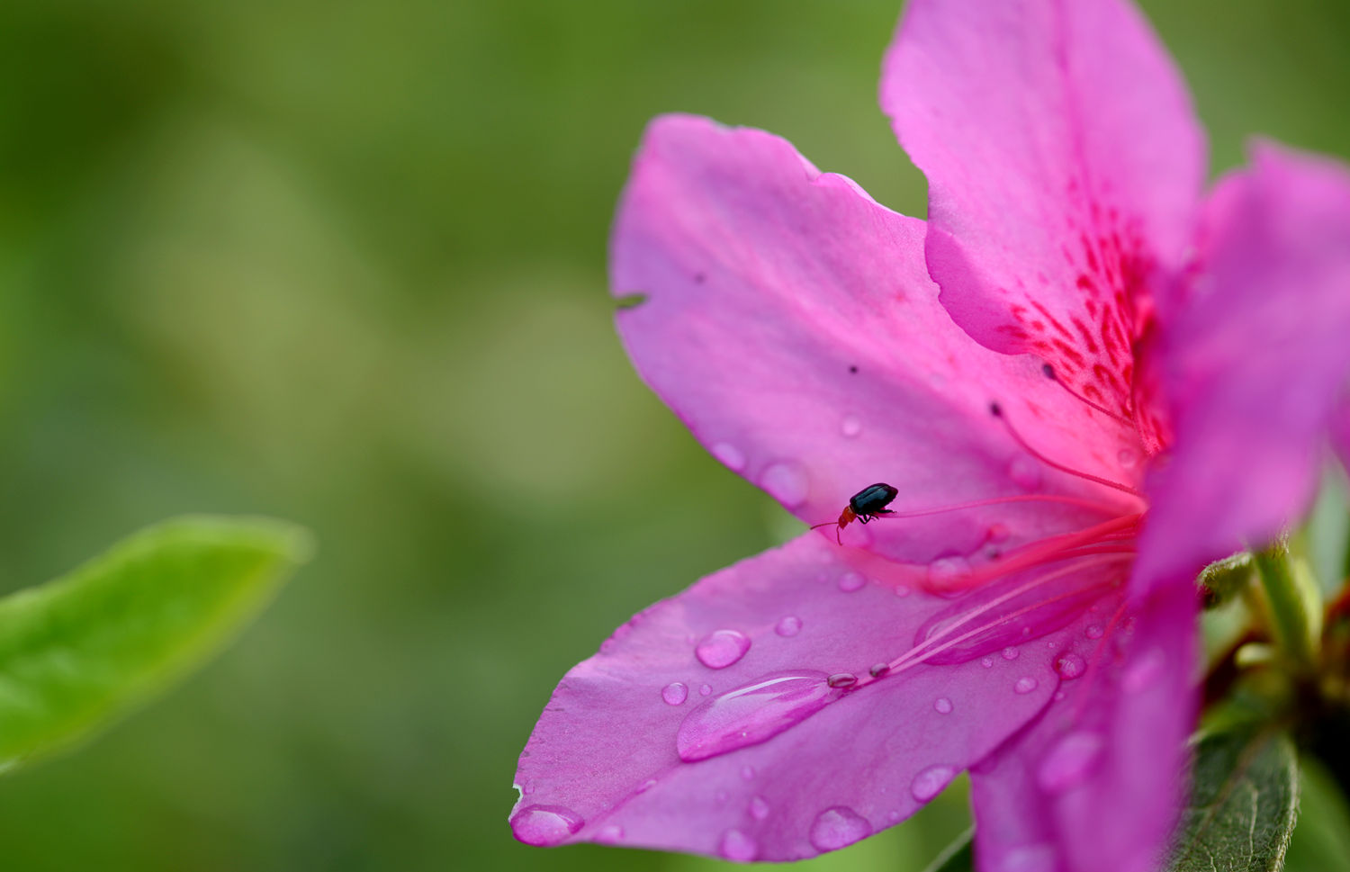 杜鹃花