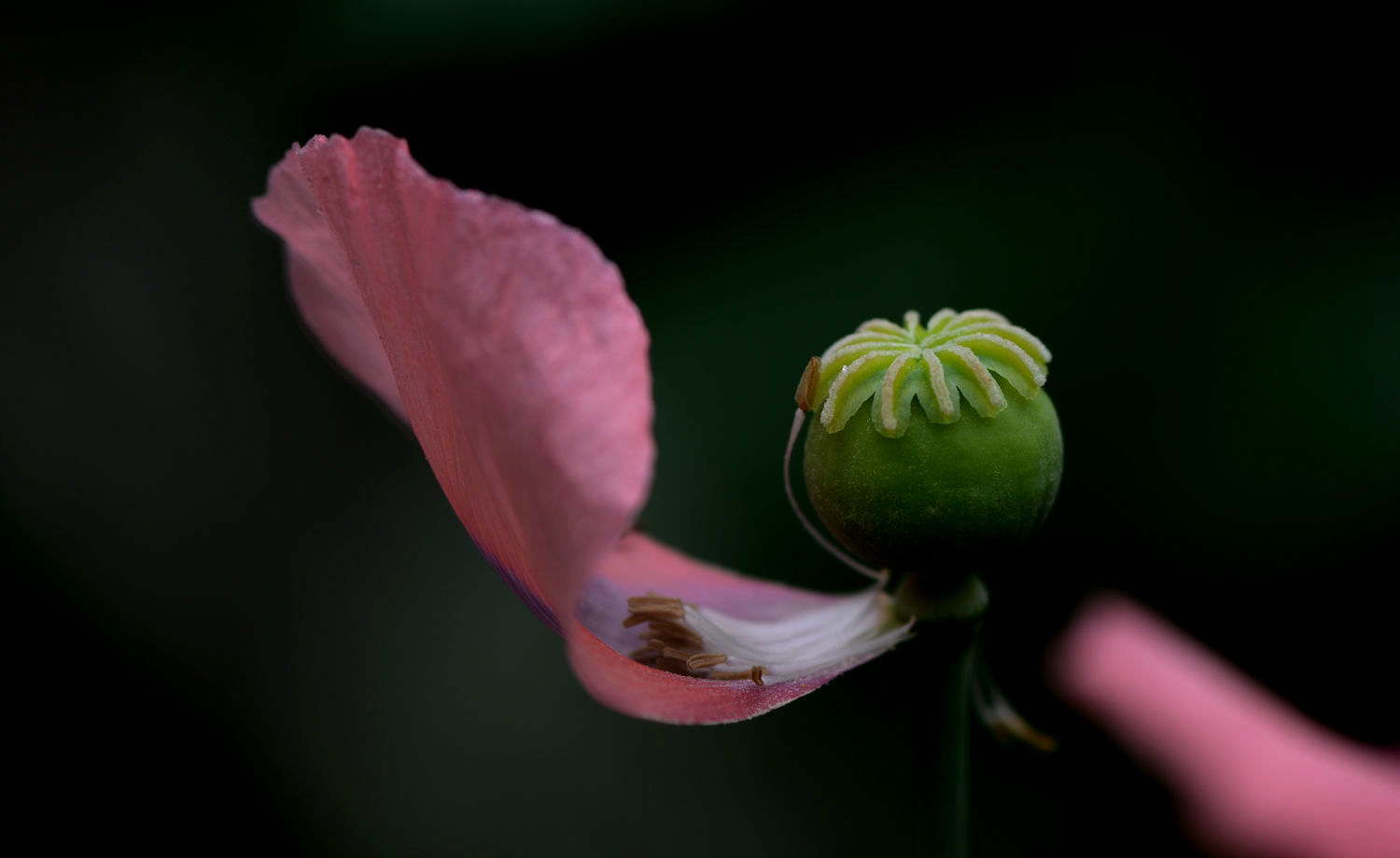 罂粟花蕊