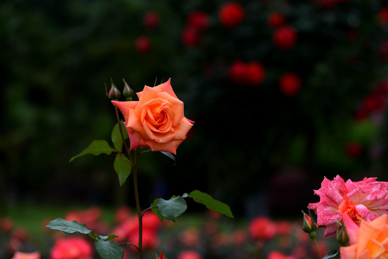 花中皇后   月季花