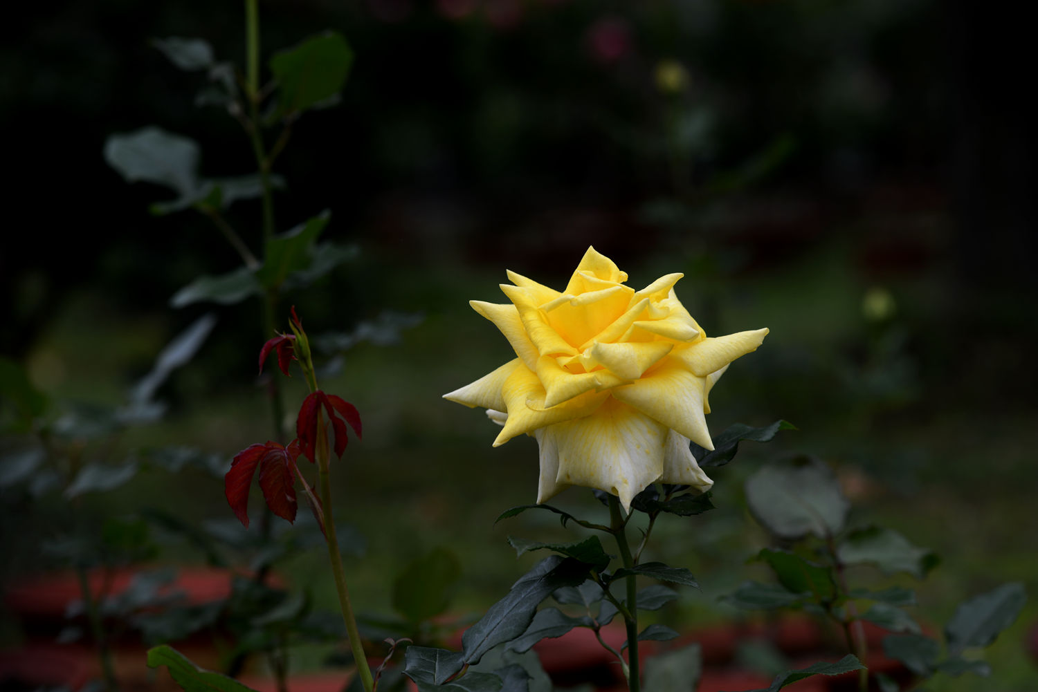 花中皇后   月季花