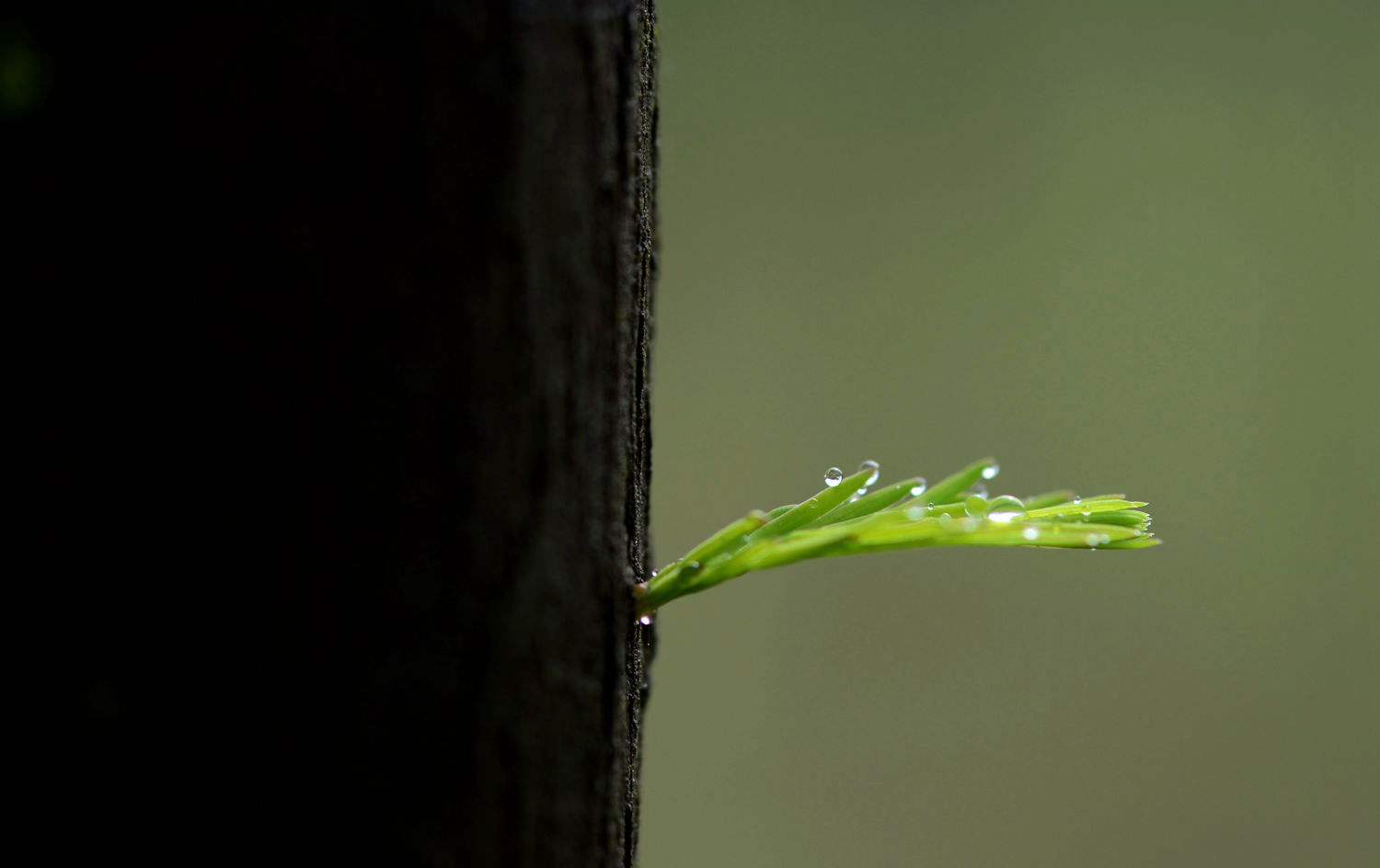 春雨滋润