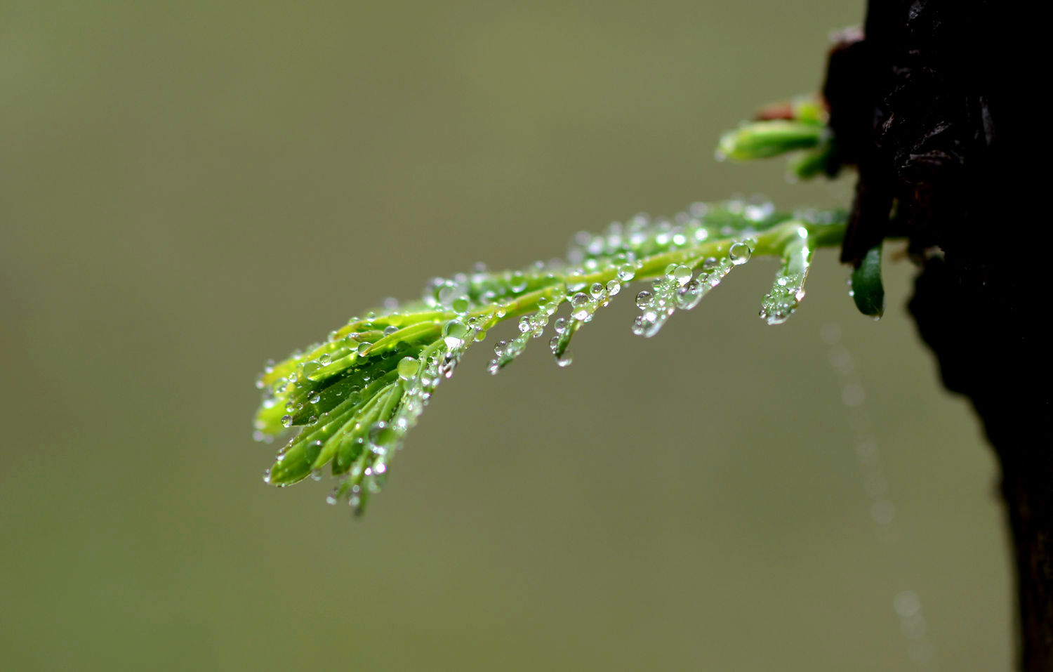 春雨滋润