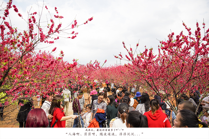 花海 拷贝.jpg