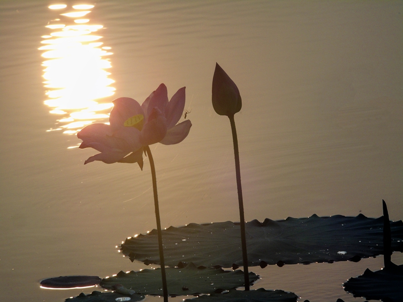 DSC00082别样荷花别样韵1_副本.jpg