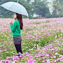 格桑花海