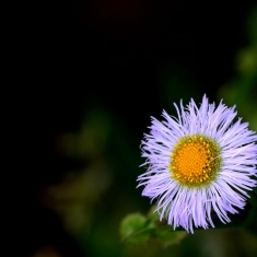 春暖花开时   无名小花  五