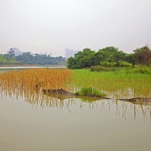 相思湖湿地公园随拍