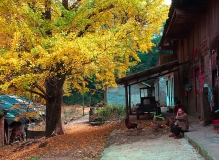 秋季山村银杏