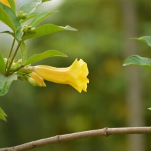 正黄花。