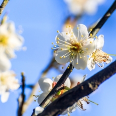 梅香春早——宾阳陈平梅花