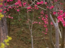 瞧，这赏花的两老