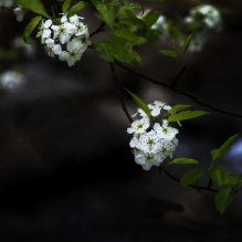 千树万树梨花开