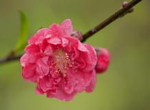 桃花开在春雨时