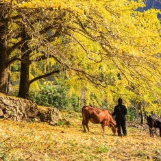 灵川海洋银杏（2） 北岱底——金秋牧歌