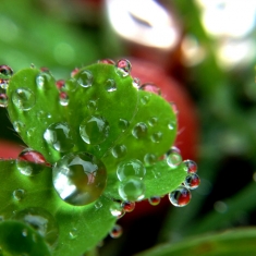 雨后水珠