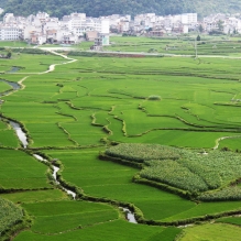 绿野