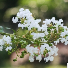 手动头拍的花花~