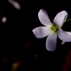 春暖花开   无名小花 三