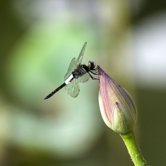 蜻蜓