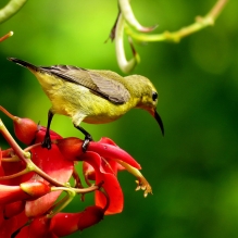 《太阳鸟》