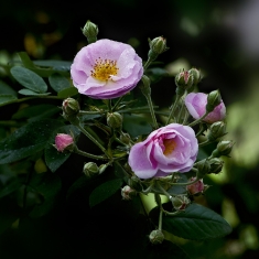 春暖花开