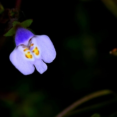 春暖花开   无名小花  四