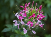 神秘的夏夜之花 —— 醉蝶花