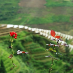 龙脊一游