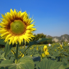 “灿烂葵花.美丽上林”—2013年12月7日（周六）红豆摄影俱乐部主题式培训实战型小...