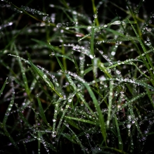 春雨