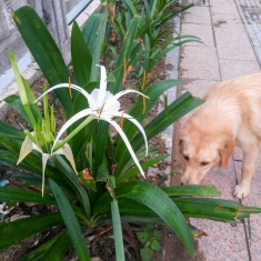 路边的野花，你不要采