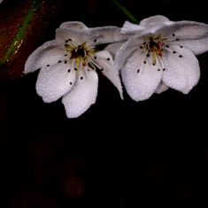 白清如雪之梨花