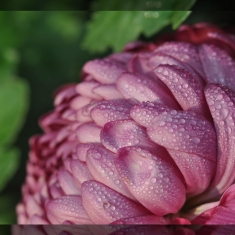 菜鸟拍小花