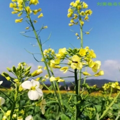 3百亩五彩油菜花盛放，水库畔白鹭飞翔，大爱这醉美的地方