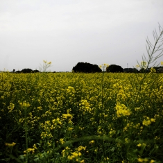 油菜花