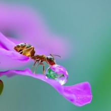 三月清雨，如何拍一组水珠花卉摄影作品？