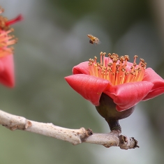 蜂花恋