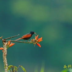 头鹀（公鸟）