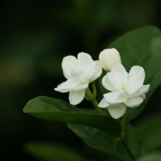 2011年中国国际茉莉花文化节将于8月中旬在横县举行