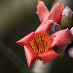 木棉花