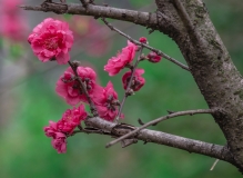 春暖花开