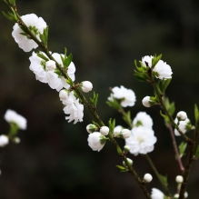 大别山桃花冲